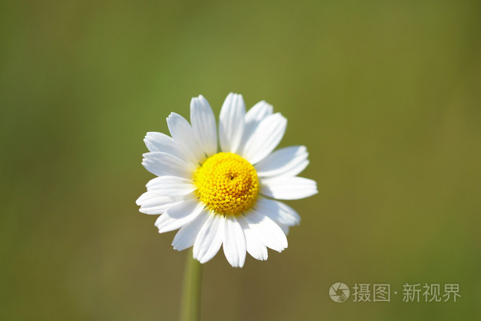 在户外朵雏菊花