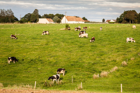 绿色的草地上的黑白花奶牛