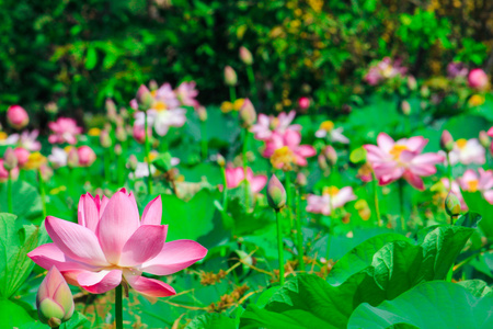 美丽的荷花或睡莲鲜花自然背景