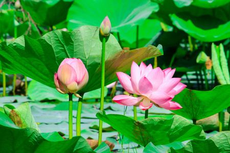 美丽的荷花或睡莲鲜花自然背景