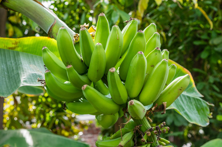 用绿色香蕉香蕉植株
