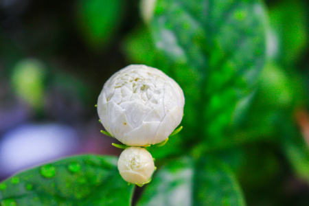 阿拉伯茉莉花与叶对自然背景