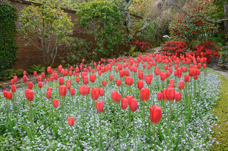 郁金香花园