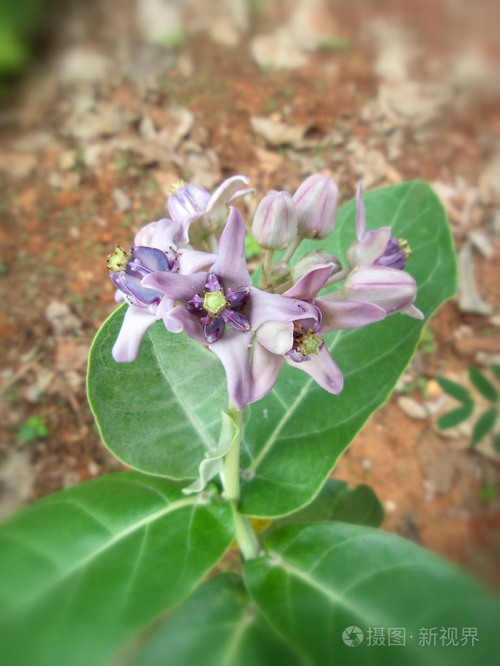 巨人印度马利筋属植物照片-正版商用图片1fuo1e-摄图新视界