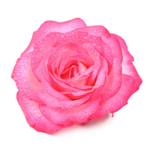 美丽的粉红色玫瑰花水滴眼液对孤立的白色背景