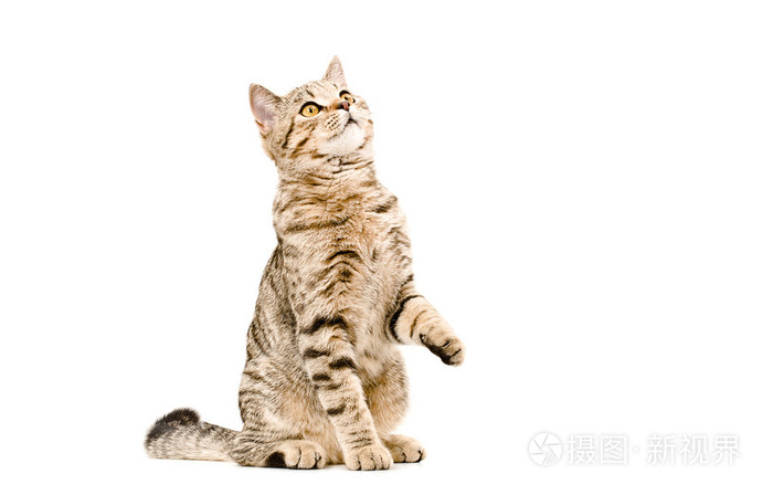 青年猫咪苏格兰直抬头