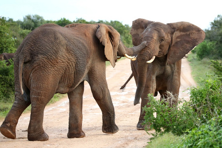 非洲大象侵略