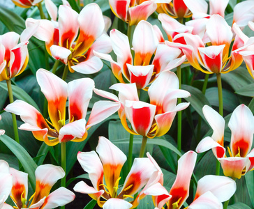 gros plan de la printemps tulipes rougeblanc春天红白色郁金香特写