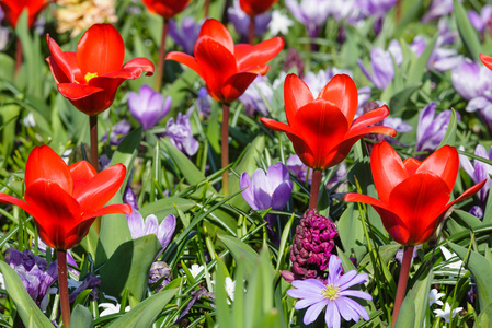 春红郁金香和紫色番红花特写