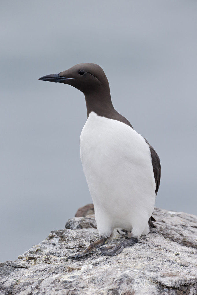 海鸠乌里亚aalge