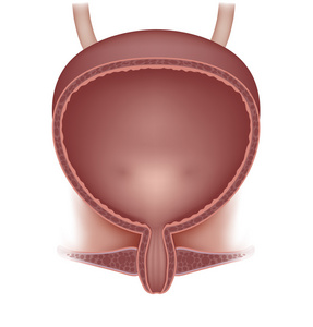 女性膀胱的插图，详细解剖