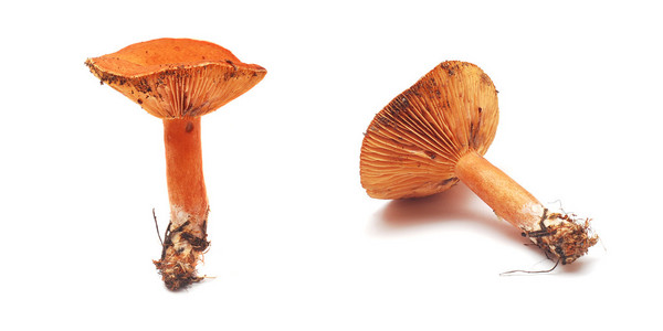 松乳菇菇蘑菇