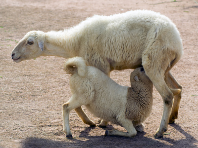 潘春春的抖奶舞图片