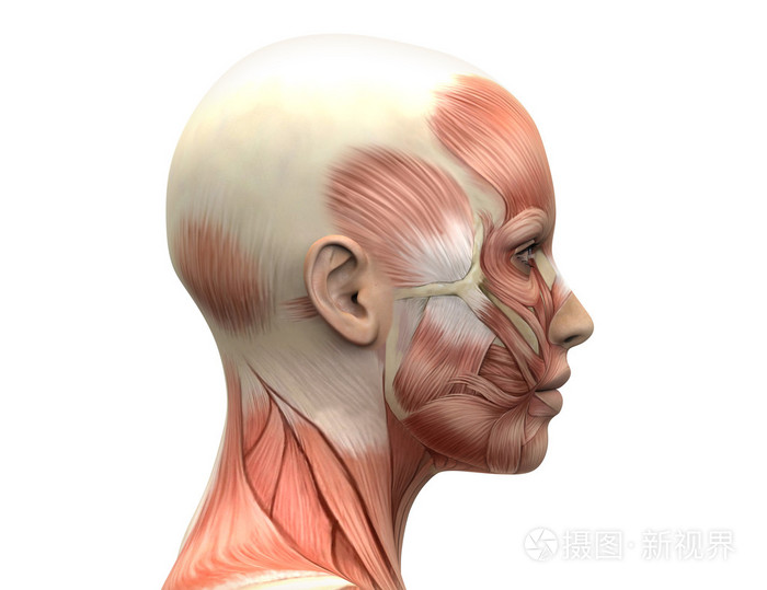 女性的头部肌肉解剖侧视图