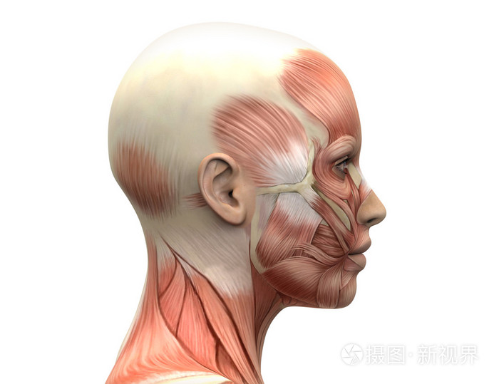 头肌侧面解剖图图片