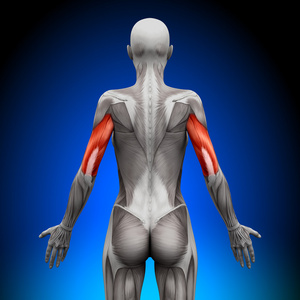 肱三头肌-女性解剖肌肉照片