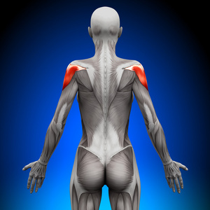 肩膀筋图片