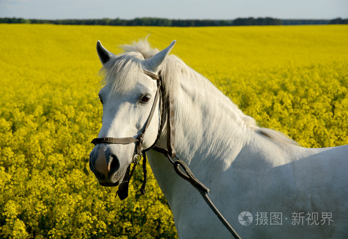 白马和黄色字段