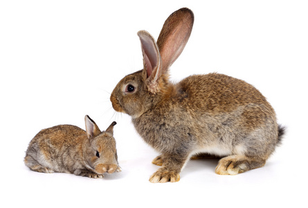 兔妈妈带新生的兔子