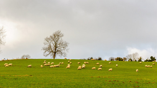 羊在冬季中的一个字段