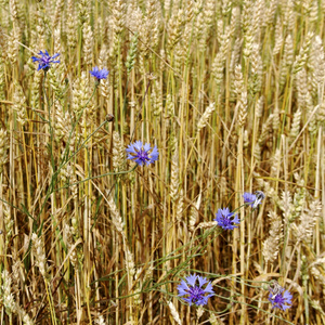 金色领域成熟的小麦