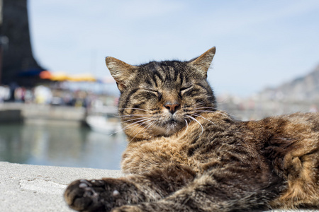 猫在 vernazza 港休息时