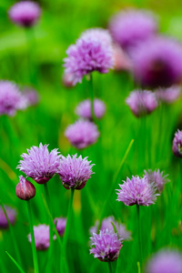 花园草药韭菜在花园里盛开