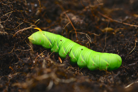 毛毛虫蝴蝶图片