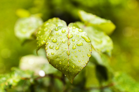 雨后绿叶