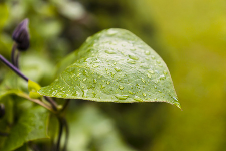 雨后绿叶