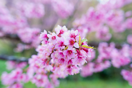 樱花花正在盛开的花朵在 pangkhon 山清莱