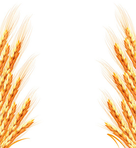小麦背景的耳朵。矢量图