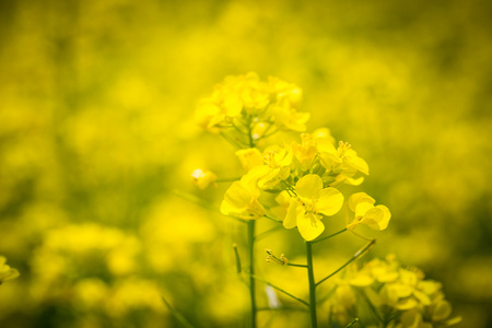 黄色的花场