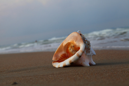 岸上的大海的壳