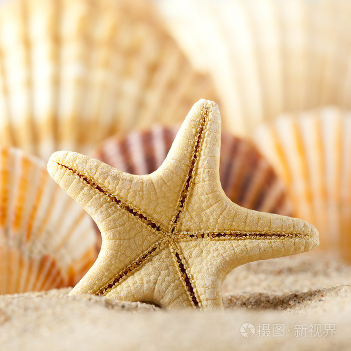海星和沙滩上的贝壳