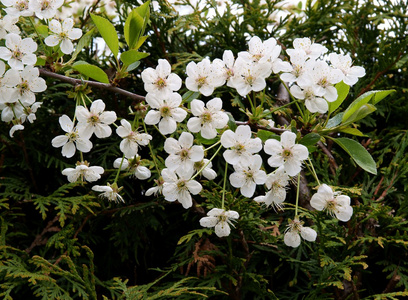 春天的白花果树