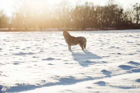 西伯利亚雪橇犬