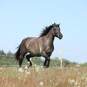 匹漂亮的马，在花的牧场上运行