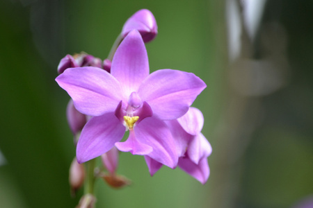 紫色石斛兰花图片