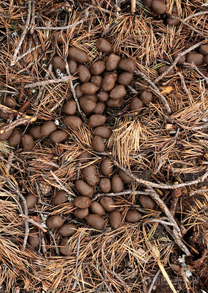 森林凋落物的驼鹿粪便