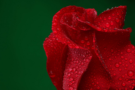 红玫瑰与大量的水滴。宏