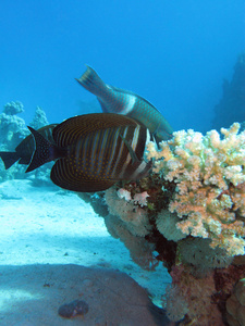 红海 sailfin 唐与珊瑚礁底部的热带海洋上蓝色的水背景