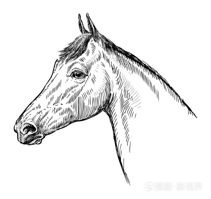 马头部的轮廓插画-正版商用图片1fvh4c-摄图新视界