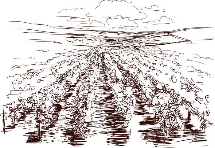 乡村景观与葡萄园