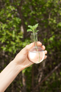 绿色的植物，在玻璃烧瓶