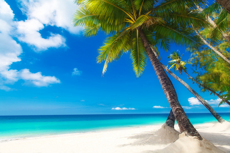 梦里的场景。美丽的棕榈树在白色的沙滩。夏天 n