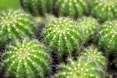 仙人掌植物