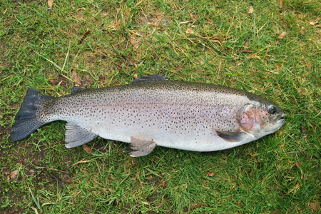 唐氏综合征染色体核型爱德华兹综合征染色体核型patau 综合征染色体