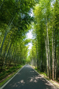 永川区，重庆市茶山竹子风景秀丽的翡翠走廊