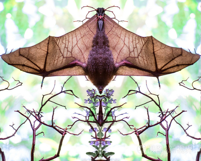 镜像一起颠倒的蝙蝠的翅膀蔓延